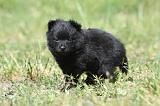 SCHIPPERKE 603